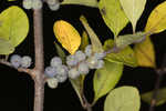 Eastern swamp privet